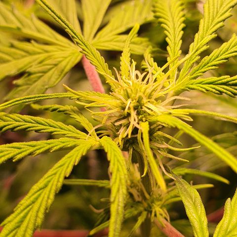 Wild Thailand Ryder - 1 growlog timeline photo