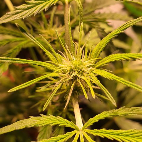 Wild Thailand Ryder - 1 growlog timeline photo