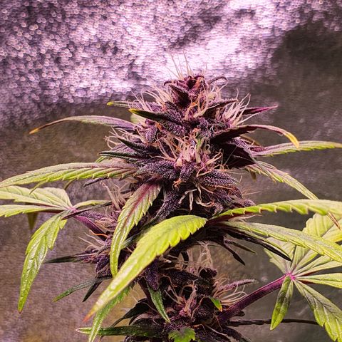 LSD-25 growlog timeline photo