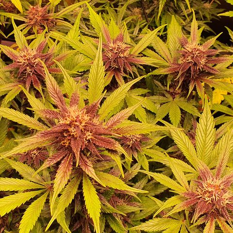 Blackberry growlog timeline photo