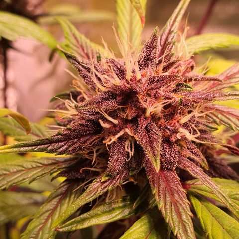 LSD-25 growlog timeline photo
