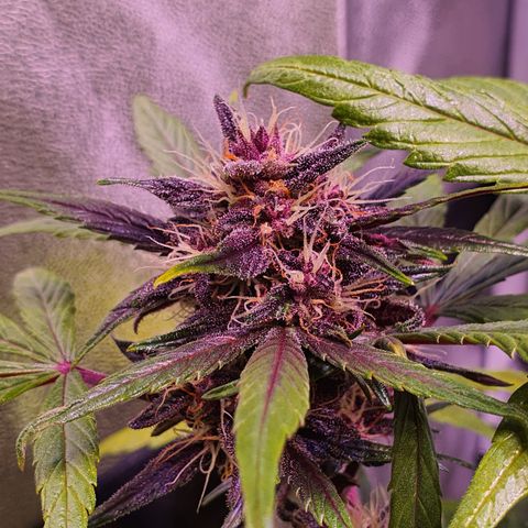 LSD-25 growlog timeline photo