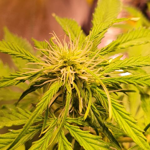 AutoMazar growlog timeline photo