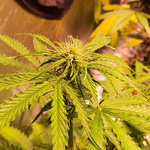 AutoMazar growlog timeline photo