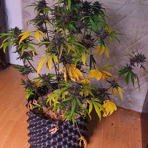 LSD-25 growlog timeline photo