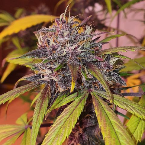 LSD-25 growlog timeline photo