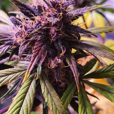 LSD-25 growlog timeline photo