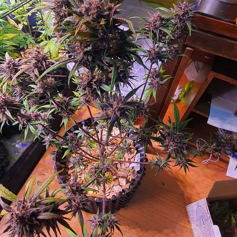 LSD-25 growlog timeline photo