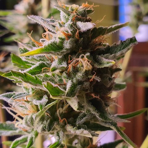 G14 - 1 growlog timeline photo