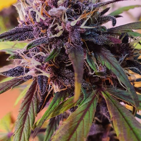 LSD-25 growlog timeline photo