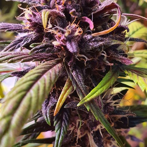 LSD-25 growlog timeline photo
