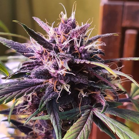 LSD-25 growlog timeline photo