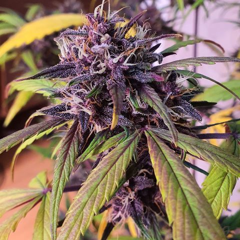 LSD-25 growlog timeline photo