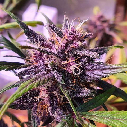 LSD-25 growlog timeline photo