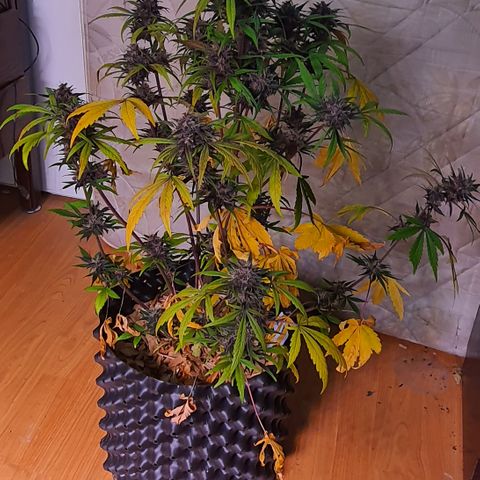LSD-25 growlog timeline photo