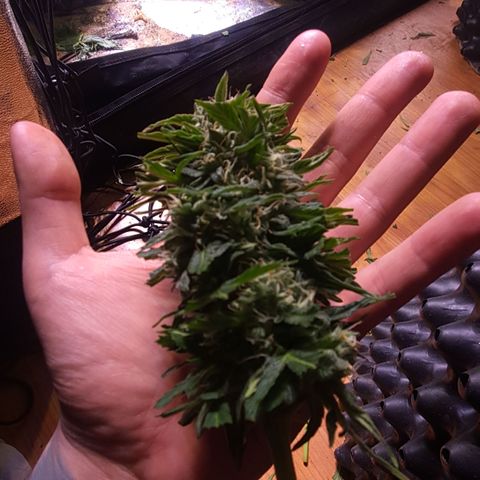 CBD Auto 20:1 growlog timeline photo