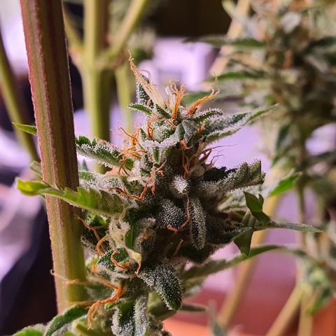 G14 - 1 growlog timeline photo
