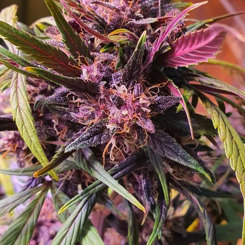 LSD-25 growlog timeline photo