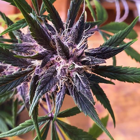 LSD-25 growlog timeline photo