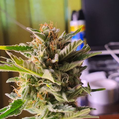 G14 - 1 growlog timeline photo