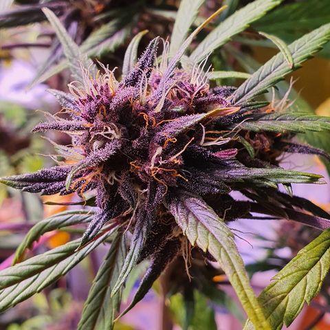 LSD-25 growlog timeline photo