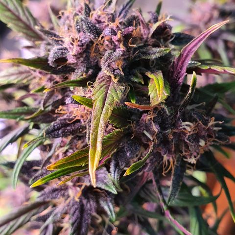 LSD-25 growlog timeline photo