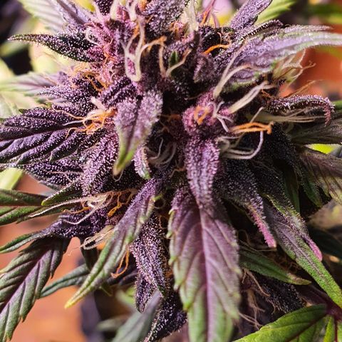 LSD-25 growlog timeline photo