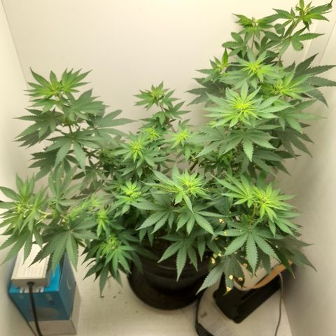 Colombian Gold growlog photo: Parece ser femea, inicio