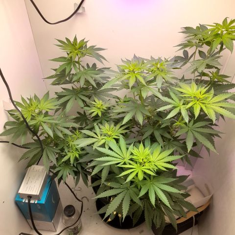 Colombian Gold growlog timeline photo