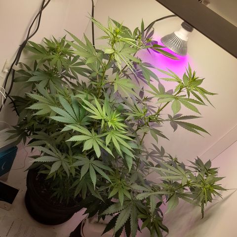 Colombian Gold growlog timeline photo