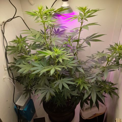 Colombian Gold growlog timeline photo