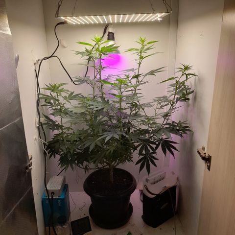 Colombian Gold growlog timeline photo
