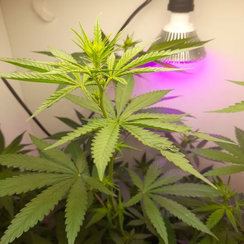 Colombian Gold growlog timeline photo