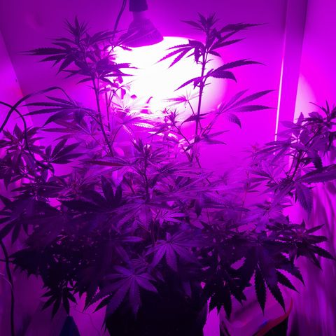 Colombian Gold growlog timeline photo