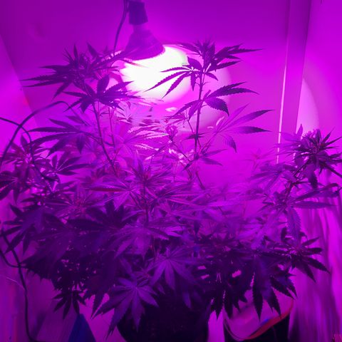 Colombian Gold growlog timeline photo