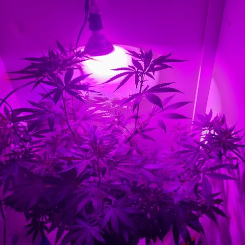 Colombian Gold growlog timeline photo
