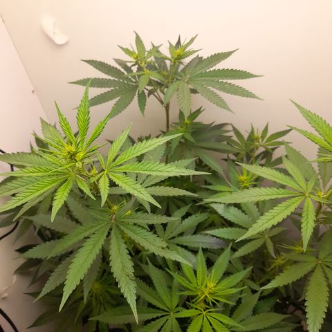 Colombian Gold growlog timeline photo