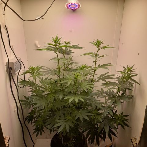 Colombian Gold growlog timeline photo