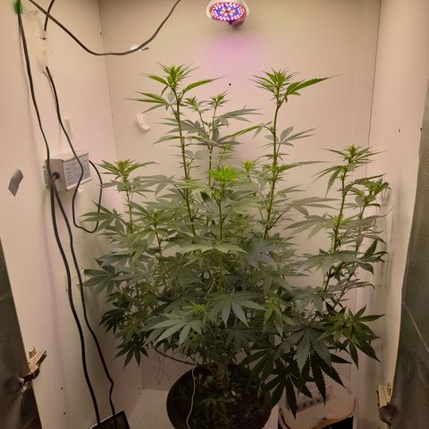 Colombian Gold growlog photo: Crescendo e hoje fazer os furor nas laterais