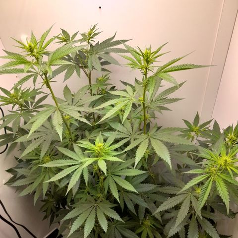 Colombian Gold growlog photo: Crescendo e hoje fazer os furor nas laterais