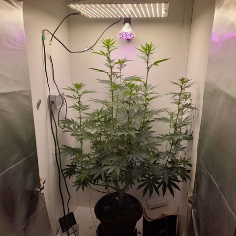 Colombian Gold growlog timeline photo