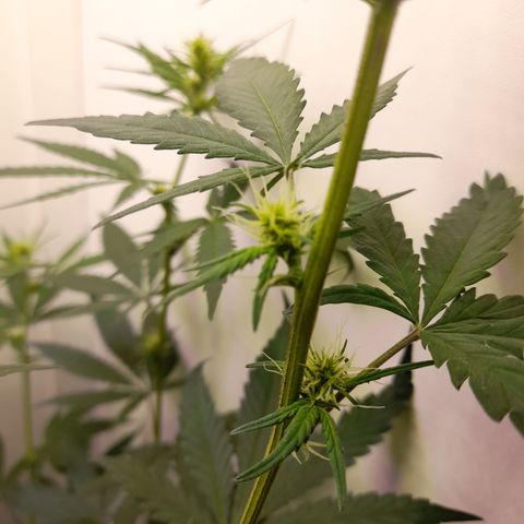 Colombian Gold growlog timeline photo
