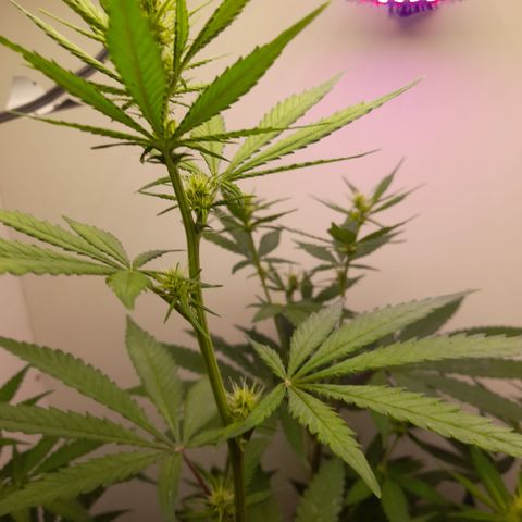 Colombian Gold growlog timeline photo