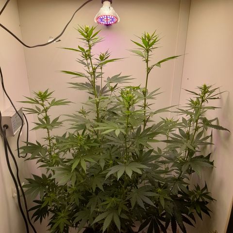 Colombian Gold growlog timeline photo