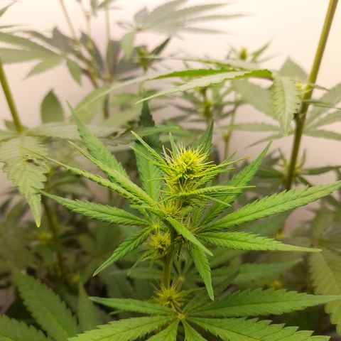 Colombian Gold growlog timeline photo