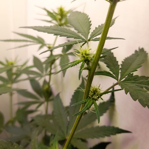 Colombian Gold growlog timeline photo