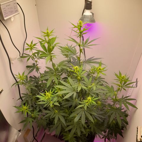 Colombian Gold growlog timeline photo