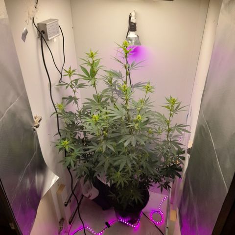 Colombian Gold growlog timeline photo