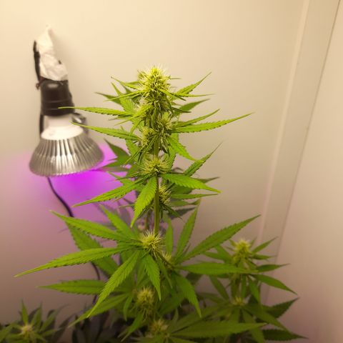 Colombian Gold growlog timeline photo