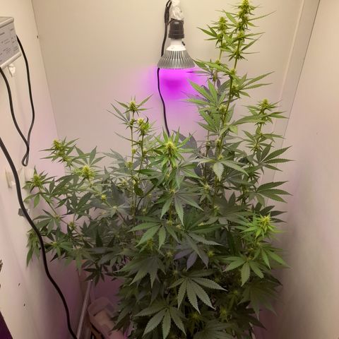 Colombian Gold growlog timeline photo